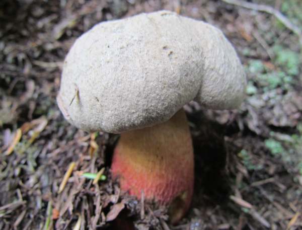 Caloboletus calopus - Bitter Beech Bolete