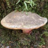 Cap of Caloboletus calopus