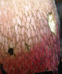 Stem of a mature fruitbody of Caloboletus calopus