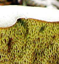 Pores of Caloboletus calopus