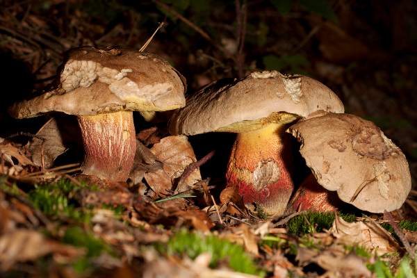 Caloboletus calopus, picture Dave Kelly
