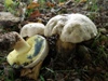Caloboletus radicans, Rooting Bolete