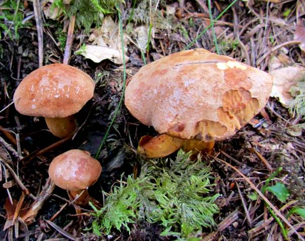 Chalciporus piperatus, Peppery Bolete