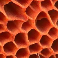 Pores of Chalciporus piperatuss