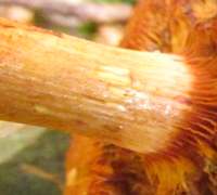 Stem of Chalciporus piperatus