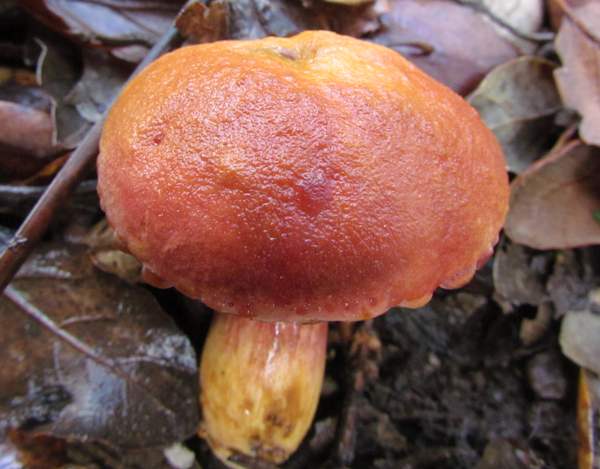 Chalciporus piperatus, Peppery Bolete, Algarve region of southern Portugal