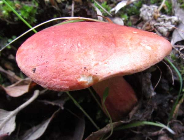 Chalciporus piperatus, Peppery Bolete, Algarve region of Portugal