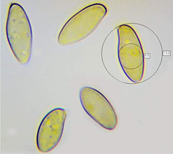 Spores of Cyanoboletus pulverulentus