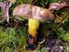 Cyanoboletus pulverulentus, Blackening Bolete