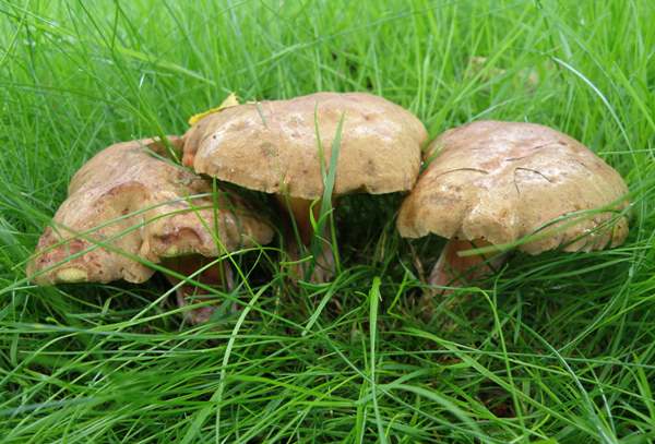Cyanoboletus pulverulentus i  grassy parkland