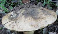 Cap of Hemileccinum impolitum