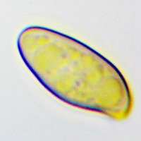 Spores of Hortiboletus engelii