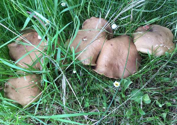 Hortiboletus engelii, Orangefoot Bolete
