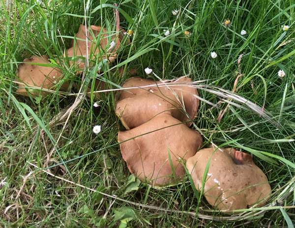 Hortiboletus rubellus, a pair of Ruby Boletes