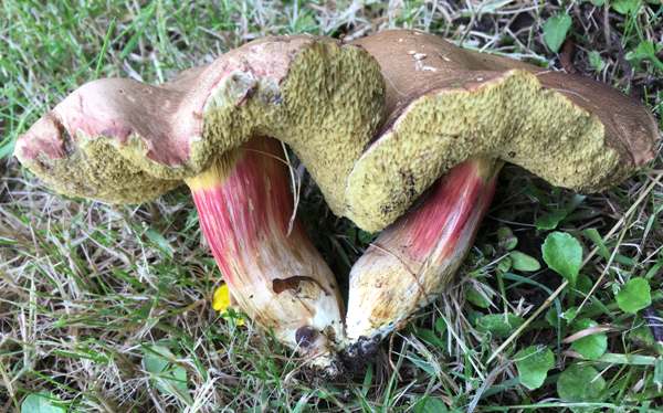 Hortiboletus engelii, southern England