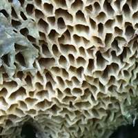 Pores of Hortiboletus engelii