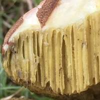 tubes of Hortiboletus engelii