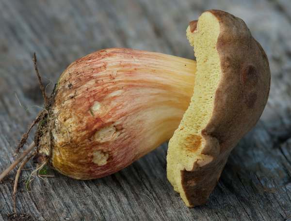 Hortiboletus engelii, Orangefoot Bolete, New Forest, England