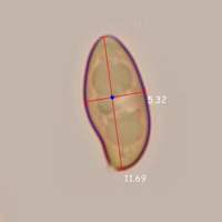 Spores of Hortiboletus rubellus