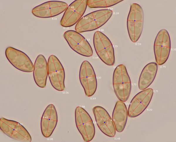 Spores