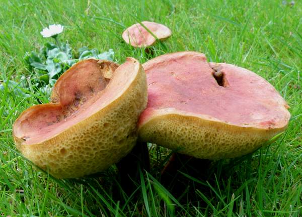 Hortiboletus rubellus - Ruby Bolete