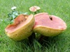 Hortiboletus rubellus, Ruby Bolete