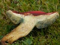 Hortiboletus rubellus, cross-section of stem and cap flesh