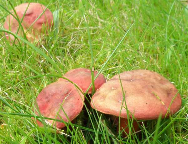 Hortiboletus rubellus, a group of Ruby Boletes