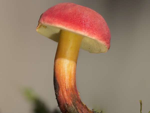 Hortiboletus rubellus, Hampshire, England