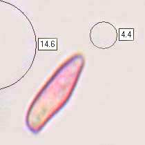 Spores of Imleria badia