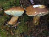 Imleria badia, Bay Bolete