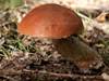 Leccinum aurantiacum, Orange Oak Bolete