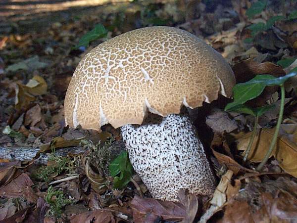 Leccinum crocipodium - Saffron Bolete