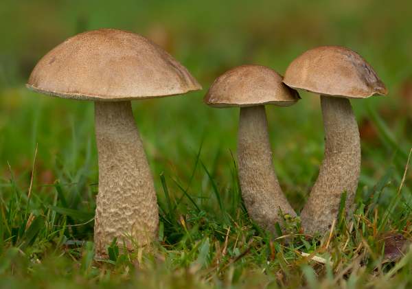 Leccinum cyaneobasileucum, Greyshank Bolete mushroom