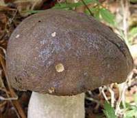Cap of Leccinum cyaneobasileucum