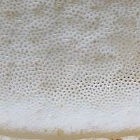 Pores of Leccinum cyaneobasileucum