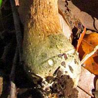 Stem of Leccinum scabrum
