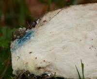 Stem base flesh of Leccinum cyaneobasileucum