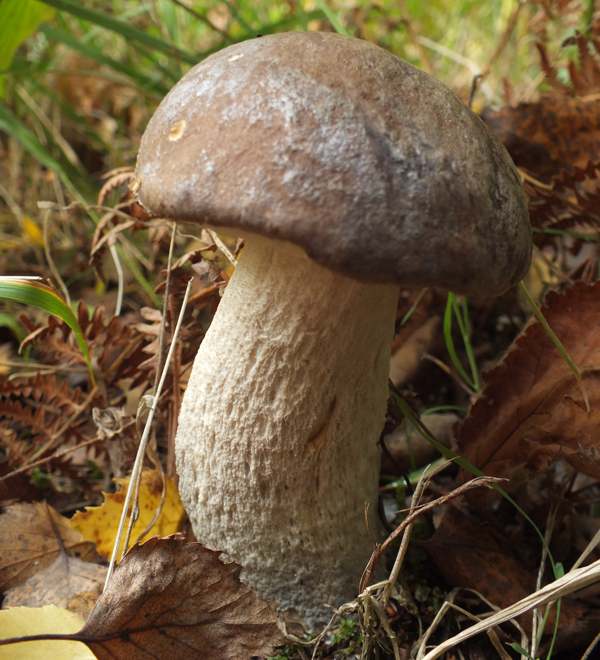 Leccinum cyaneobasileucum, Holme Fen, Huntingdonshire