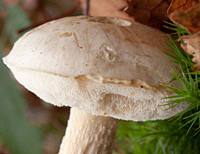 Cap of Leccinum holopus