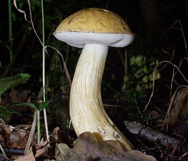 Leccinum pseudoscabrum, Hazel Bolete