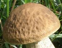 Cap of Leccinum pseudoscabrum
