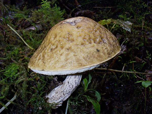 Leccinum pseudoscabrum, west Wales
