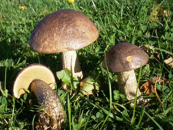 Leccinum scabrum group, Wales