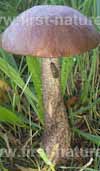 Leccinum scabrum