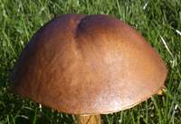 Cap of Leccinum scabrum