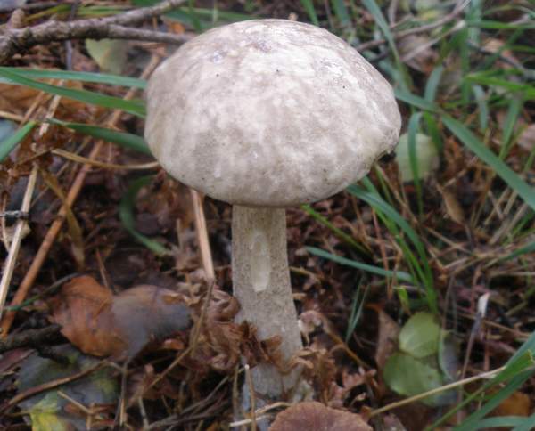 Leccinum variicolor, Mottled Bolete - white form