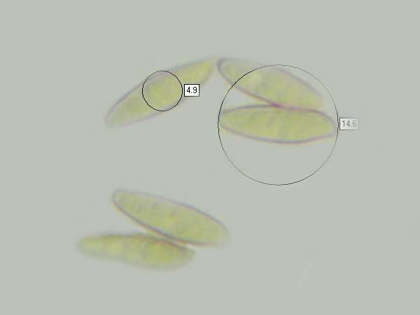 Spores of Leccinum versipelle