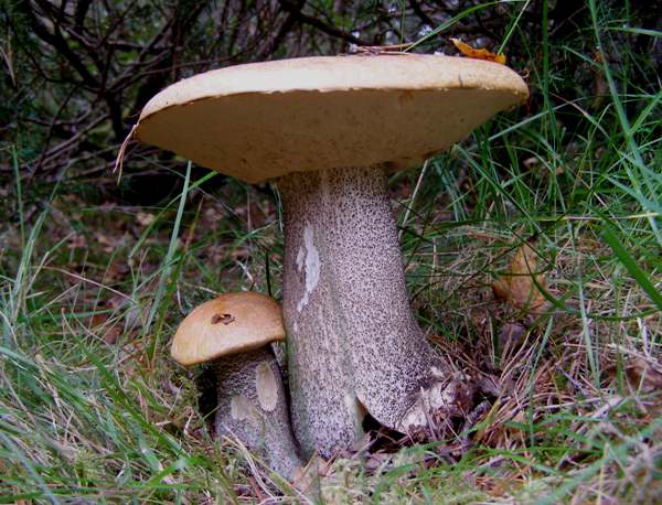 Leccinum versipelle - Orange Birch Bolete, Caledonian Forest, Scotland