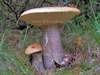 Leccinum versipelle, Orange Birch Bolete